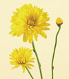Chrysanthemum Spray - Cushion 