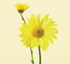 Chrysanthemum Spray - Daisy 