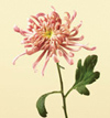 Chrysanthemum, Spider Mum Year Round bronze, gold, lavender, yellow, white