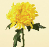 Chrysanthemum