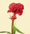 Coxcomb