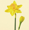 Daffodil Nov - April yellow, white