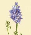 Delphinium Year Round blue, lavender, pink, white