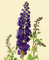 Delphinium, Hybrid Year Round blue, lavender, pink, white