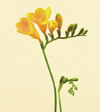 Freesia Year Round yellow, white, pink, lavender