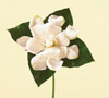 Gardenia Year Round White