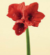 Amaryllis Year Round