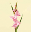 Gladiolus Year Round white, pink, red, yellow, peach, purple, bi-colors
