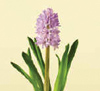 Hyacinth Nov - April Pink, White, Purple