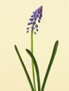 Hyacinth, Grape Dec - April blue