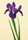 Iris Year Round purple, yellow, white, blue