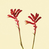 Kangaroo Paw Year Round red, orange, yellow, bi-colors