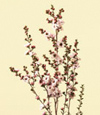 Leptospermum Dec - May pink, red, white