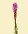 Liatris Year Round lavender, white