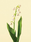 Lily Of The Valley Year Round white