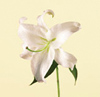 Lily, Casablanca Year Round white, red, pink