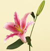 Lily, Oriental/ Stargazer Year Round white, red, pink