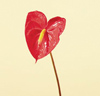 Anthurium