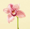 Orchid, Cymbidium Year Round pink, lavender, white, yellow, green