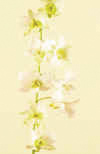Orchid, Dendrobium Year Round lavender, white, pink, bi-colors