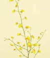 Orchid, Oncidium Year Round