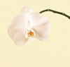 Orchid, Phalaenopsis Year Round white, lavender