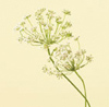 Queen Anne's Lace Year Round white