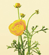 Ranunculus Jan - May yellow, orange, red, pink, white