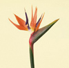 Bird Of Paradise Year Round Orange/Blue