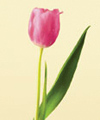 Tulip Nov - May red, pink, yellow, orange, white, purple, bi-colors