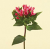 Bouvardia Year Round Red, Coral, White, Pink