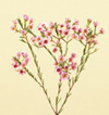 Wax Flower Dec - May pink, white
