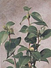 Camellia Year Round dark green