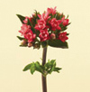 Bouvardia, Double Year Round Red, Coral, White, Pink
