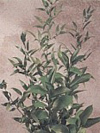 Ruscus Year Round dark green