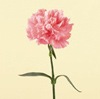 Carnations Year Round white, pink, peach, red, yellow and variegated varieties