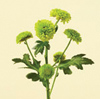 Chrysanthemum Spray - Button