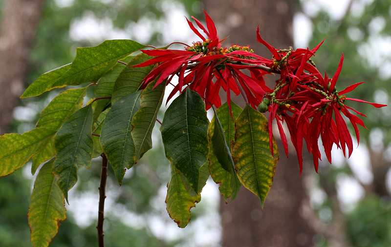 Poinsettia_Christmas