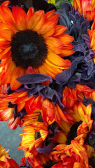 redish-orange-flowers