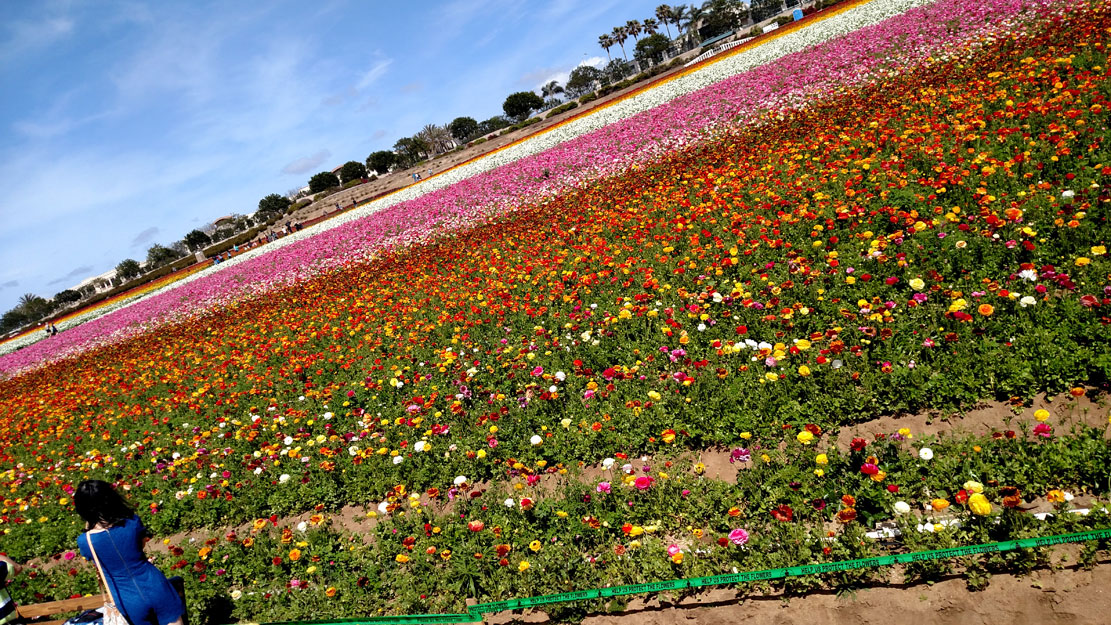 field-of-flowers