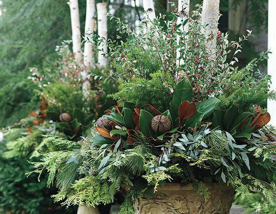 eucalyptus with birch in planter